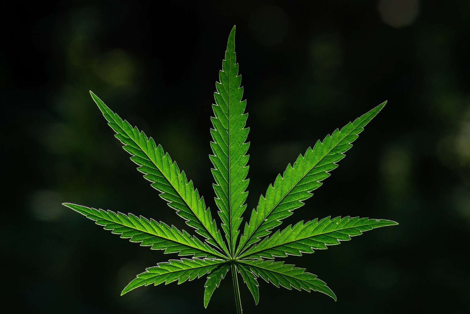 Reawakening Lost Shoppers: How Retargeting Helps Cannabis Retailers Recover Abandoned Sales