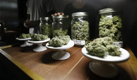 Cannabis Branding Agency Driving Growth Through Programmatic Advertising